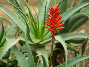 Aloe-vera_2