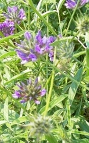 Bakuchi plant