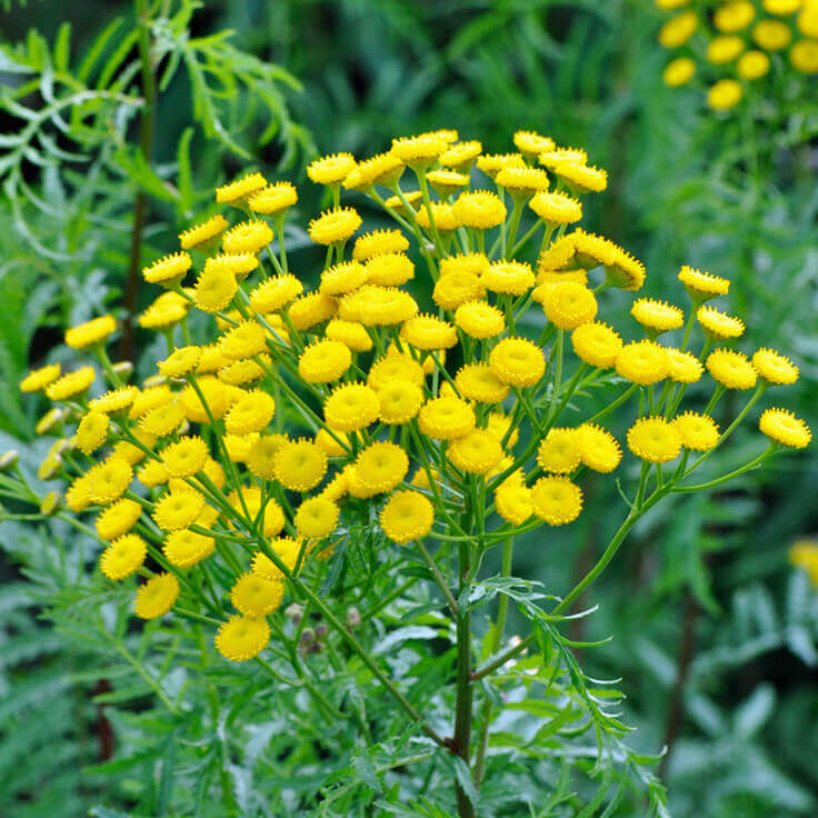 Blue-Tansy