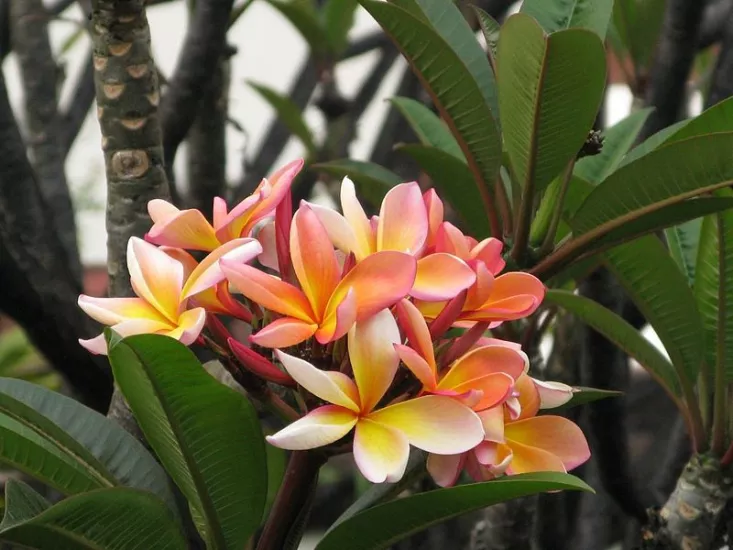 Frangipani plant 2