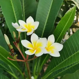 Frangipani plant