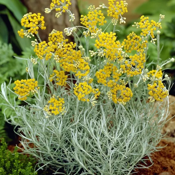 helichrysum_italicum