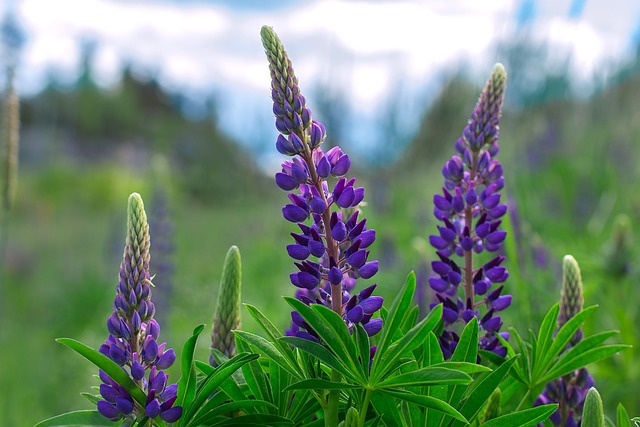 lupine-1437873_640